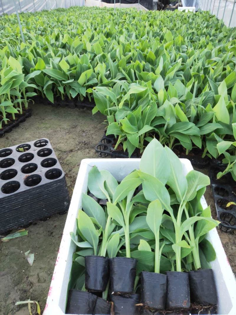 香蕉苗、西贡粉蕉苗、红香蕉苗、广粉蕉苗、南天黄香蕉苗