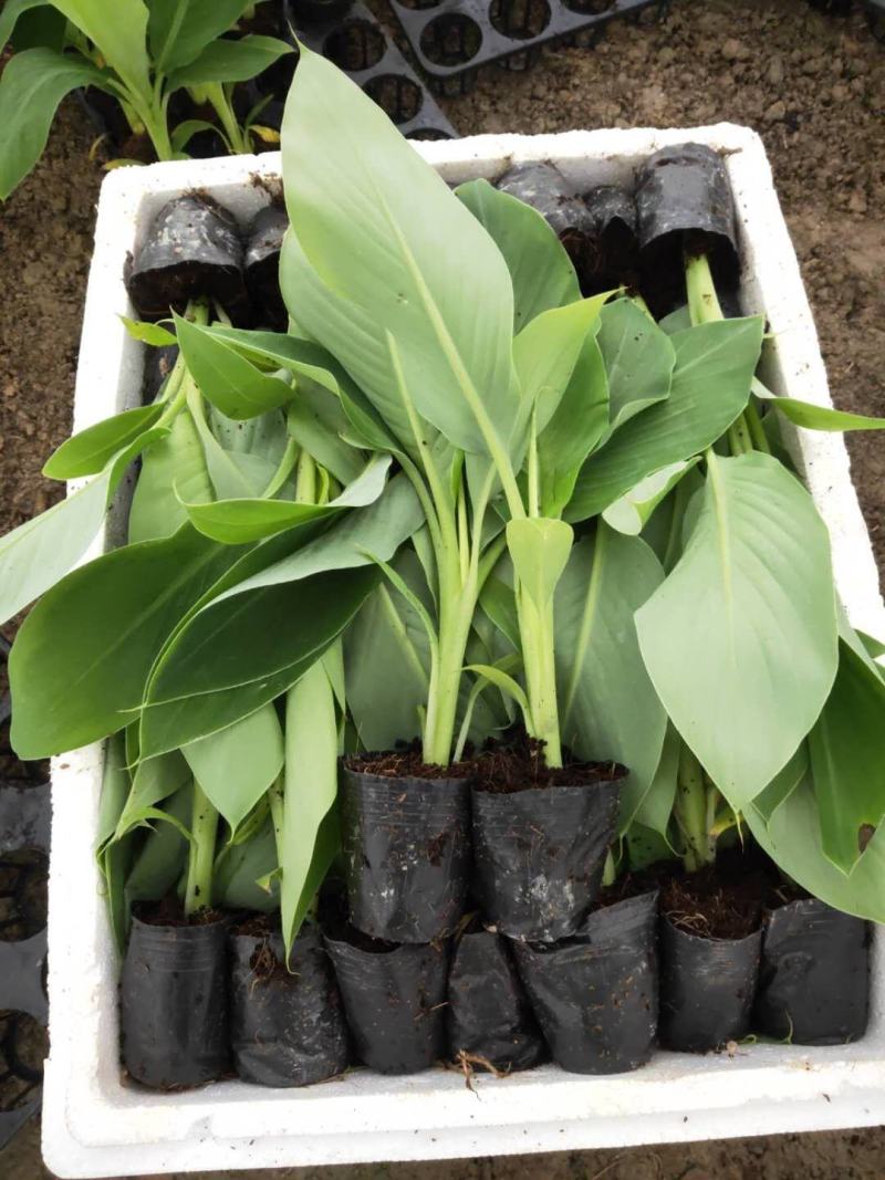 香蕉苗、西贡粉蕉苗、红香蕉苗、广粉蕉苗、南天黄香蕉苗