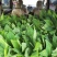 香蕉苗、西贡粉蕉苗、红香蕉苗、广粉蕉苗、南天黄香蕉苗