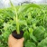 香蕉苗、西贡粉蕉苗、红香蕉苗、广粉蕉苗、南天黄香蕉苗