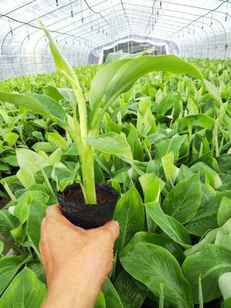 香蕉苗、西贡粉蕉苗、红香蕉苗、广粉蕉苗、南天黄香蕉苗