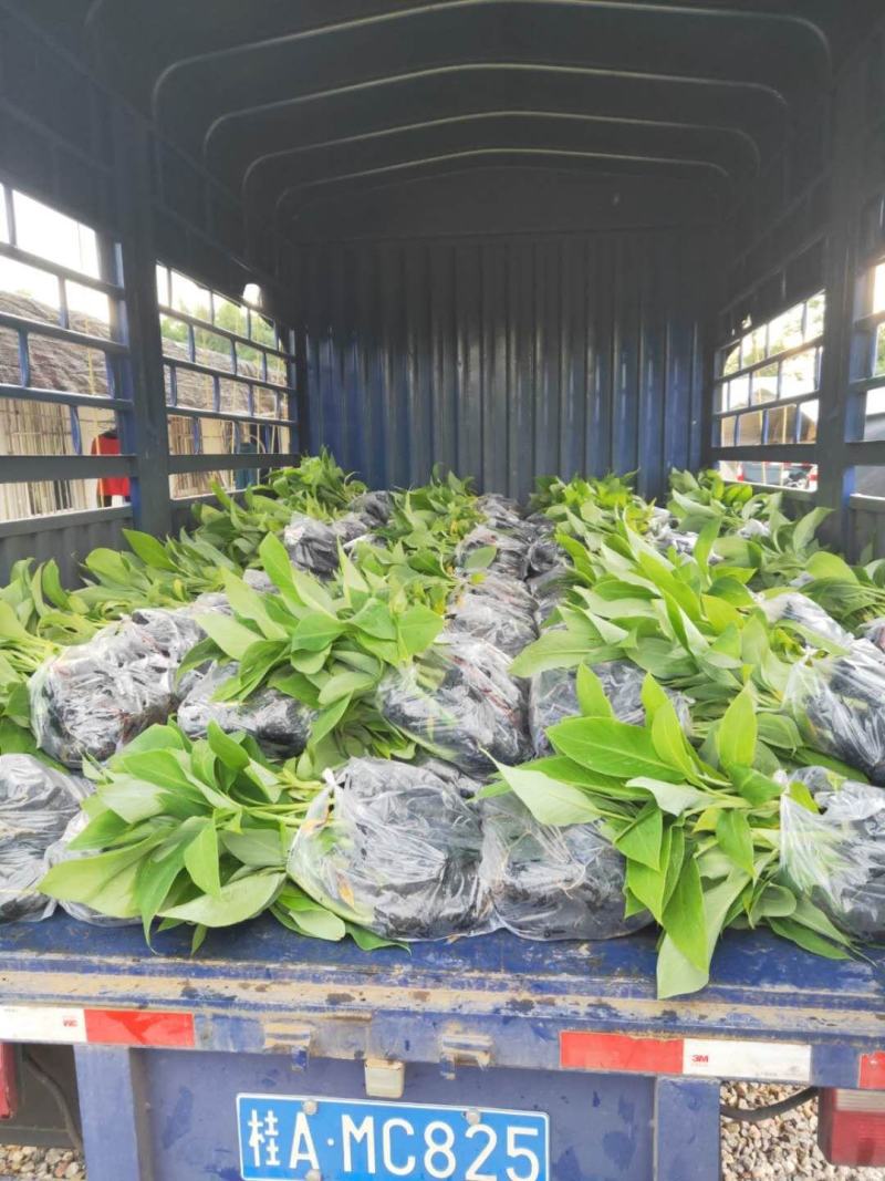 香蕉苗、西贡粉蕉苗、红香蕉苗、广粉蕉苗、南天黄香蕉苗