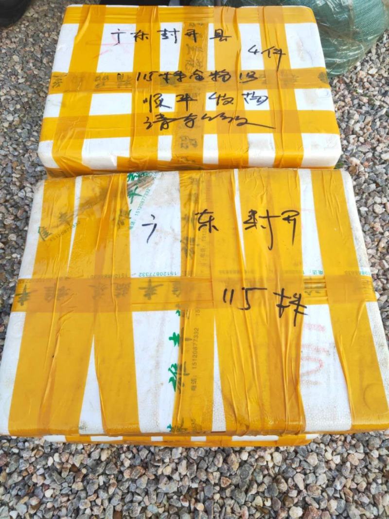 香蕉苗、西贡粉蕉苗、红香蕉苗、广粉蕉苗、南天黄香蕉苗