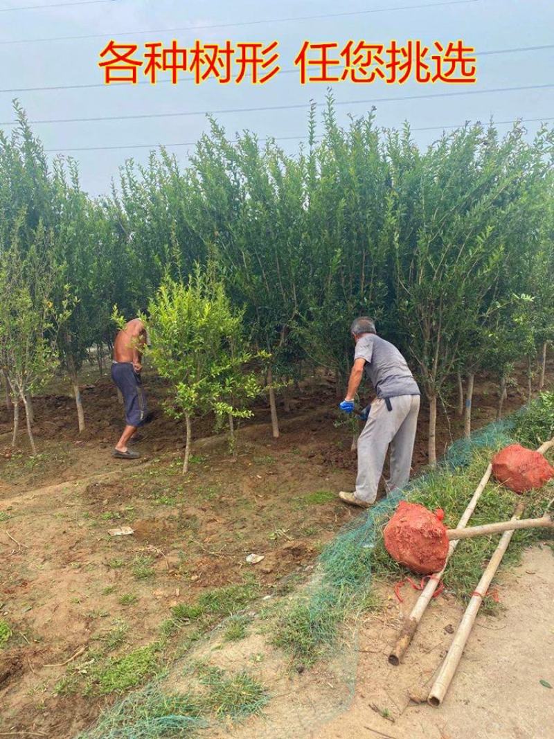 石榴树苗乔木带土球石榴苗盆栽地栽别墅庭院北南方种植