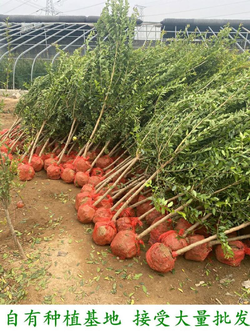 石榴树苗乔木带土球石榴苗盆栽地栽别墅庭院北南方种植