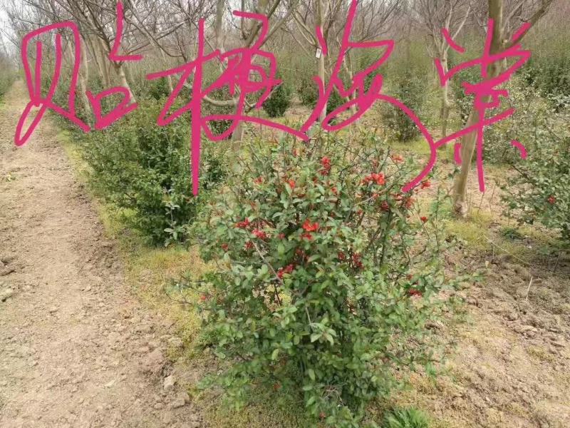 贴梗海棠量大供应，规格齐全，贴梗海棠苗开花喜人，开花如图