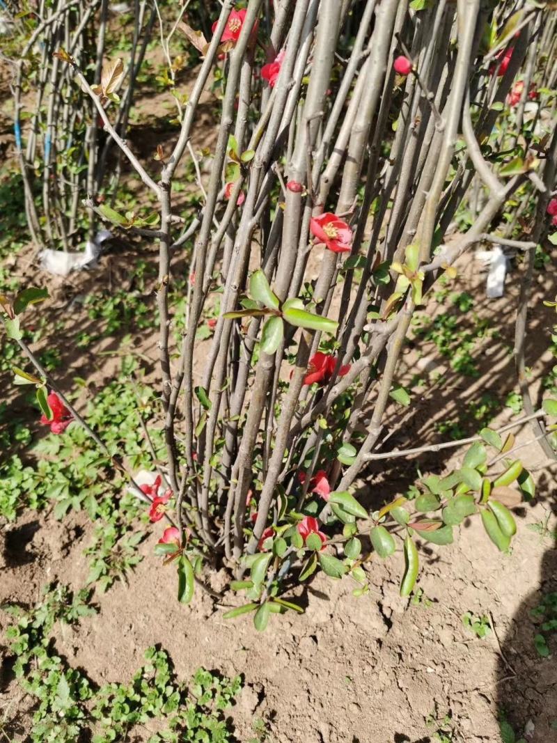 贴梗海棠量大供应，规格齐全，贴梗海棠苗开花喜人，开花如图