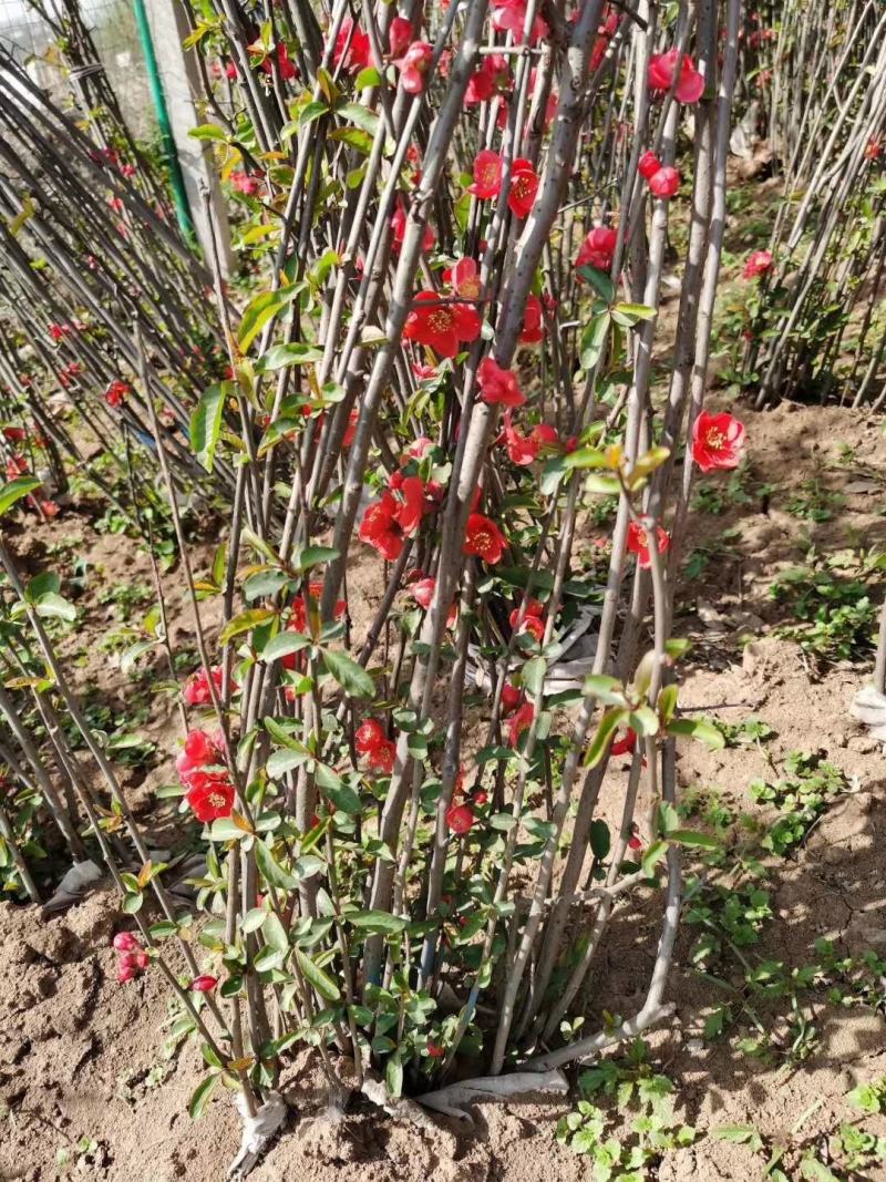 贴梗海棠量大供应，规格齐全，贴梗海棠苗开花喜人，开花如图
