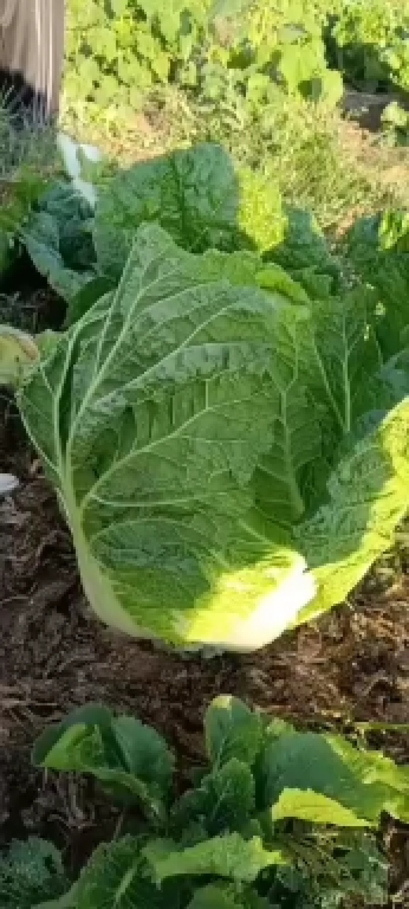 辽宁省凌海市黄心菜，红萝卜，芥菜，红薯大量上市