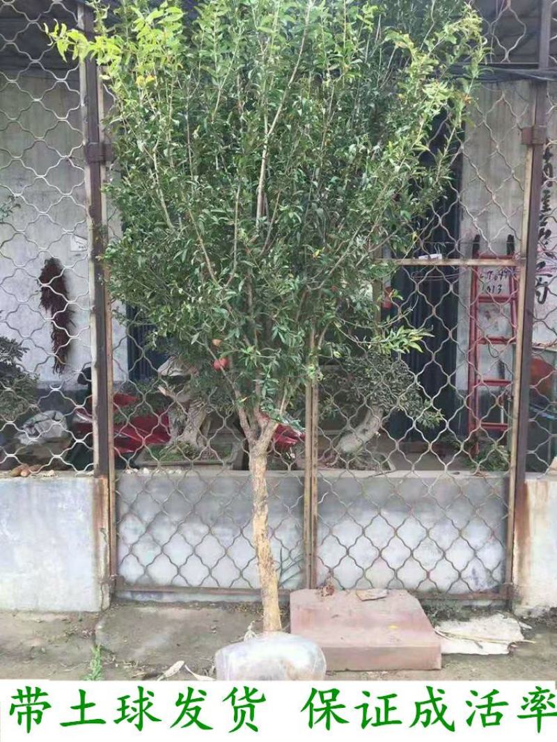 石榴树苗乔木带土球石榴苗盆栽地栽别墅庭院北南方种植
