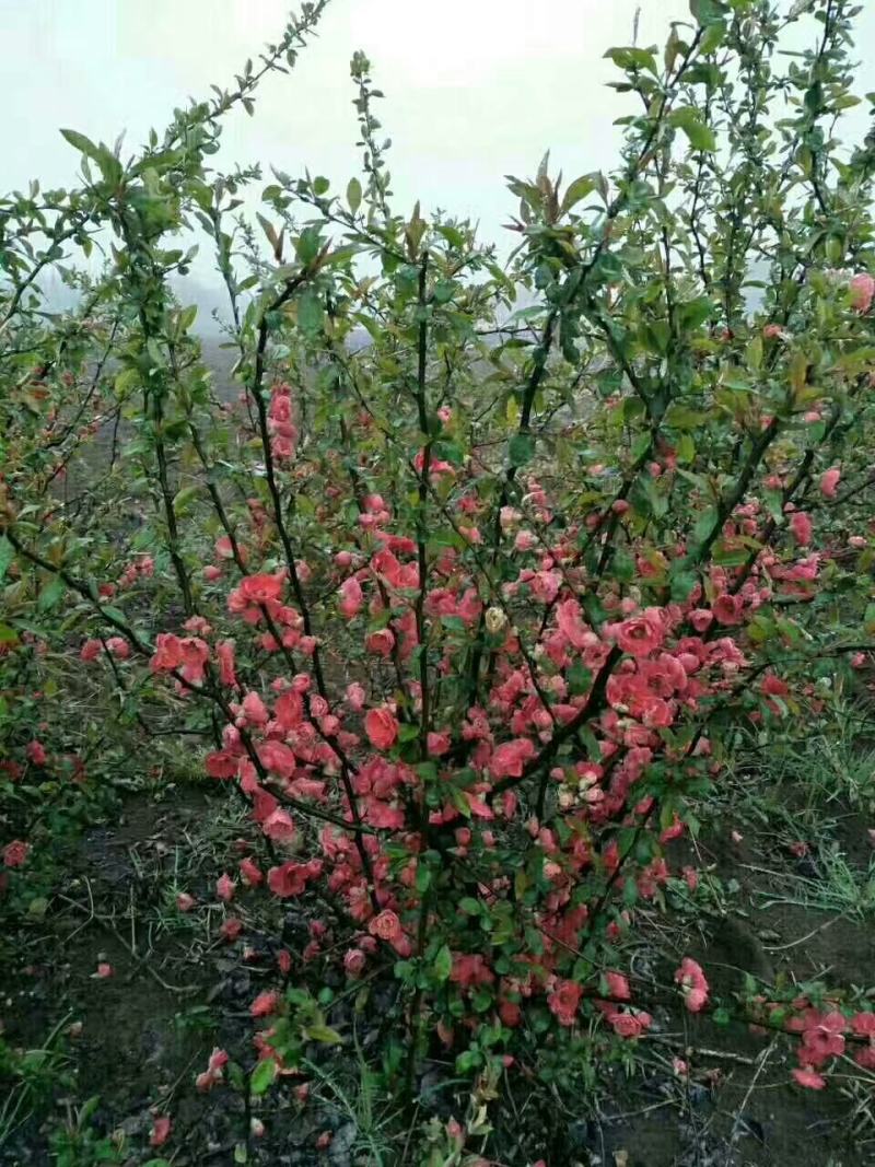 贴梗海棠量大供应，规格齐全，贴梗海棠苗开花喜人，开花如图