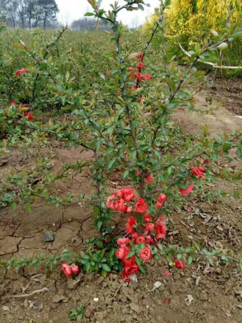 贴梗海棠量大供应，规格齐全，贴梗海棠苗开花喜人，开花如图