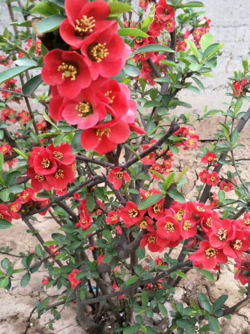 贴梗海棠量大供应，规格齐全，贴梗海棠苗开花喜人，开花如图