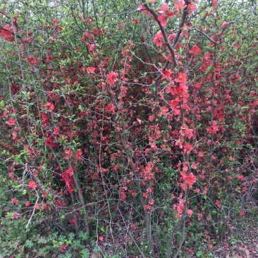贴梗海棠量大供应，规格齐全，贴梗海棠苗开花喜人，开花如图