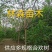 牛大量供应8.-30公分合欢树，绒花树，马缨花，