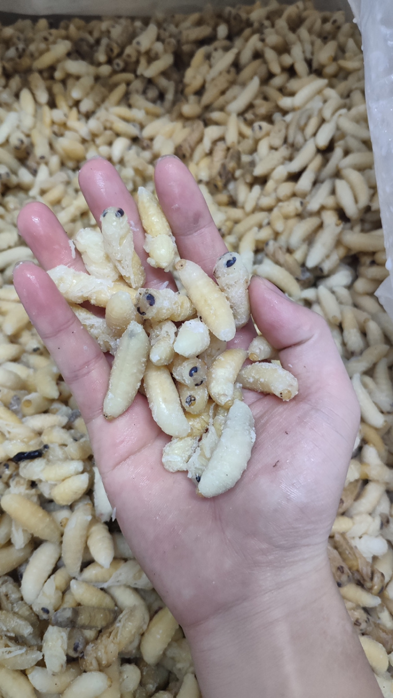 现货，土蜂蛹1-2级混合金环蛹，虎头蜂蛹，金环蛹，地蜂。