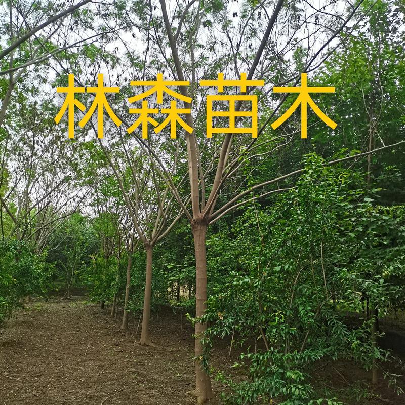 牛大量供应8.-30公分合欢树，绒花树，马缨花，