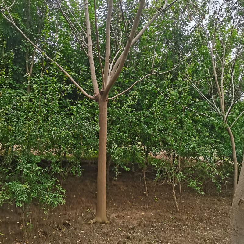 牛大量供应8.-30公分合欢树，绒花树，马缨花，