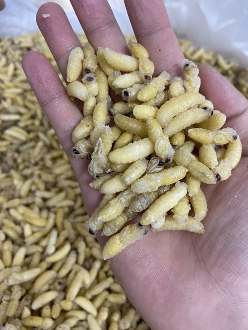 蜂蛹，1-2级混合树蜂蛹，葫芦蜂，树蜂蛹，小蜂蜂蛹，熟冻