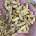 蜂蛹，1-2级混合树蜂蛹，葫芦蜂，树蜂蛹，小蜂蜂蛹，熟冻