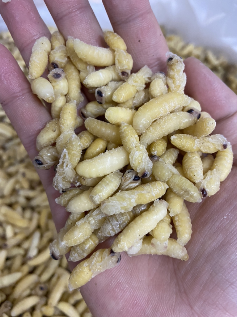蜂蛹，1-2级混合树蜂蛹，葫芦蜂，树蜂蛹，小蜂蜂蛹，熟冻
