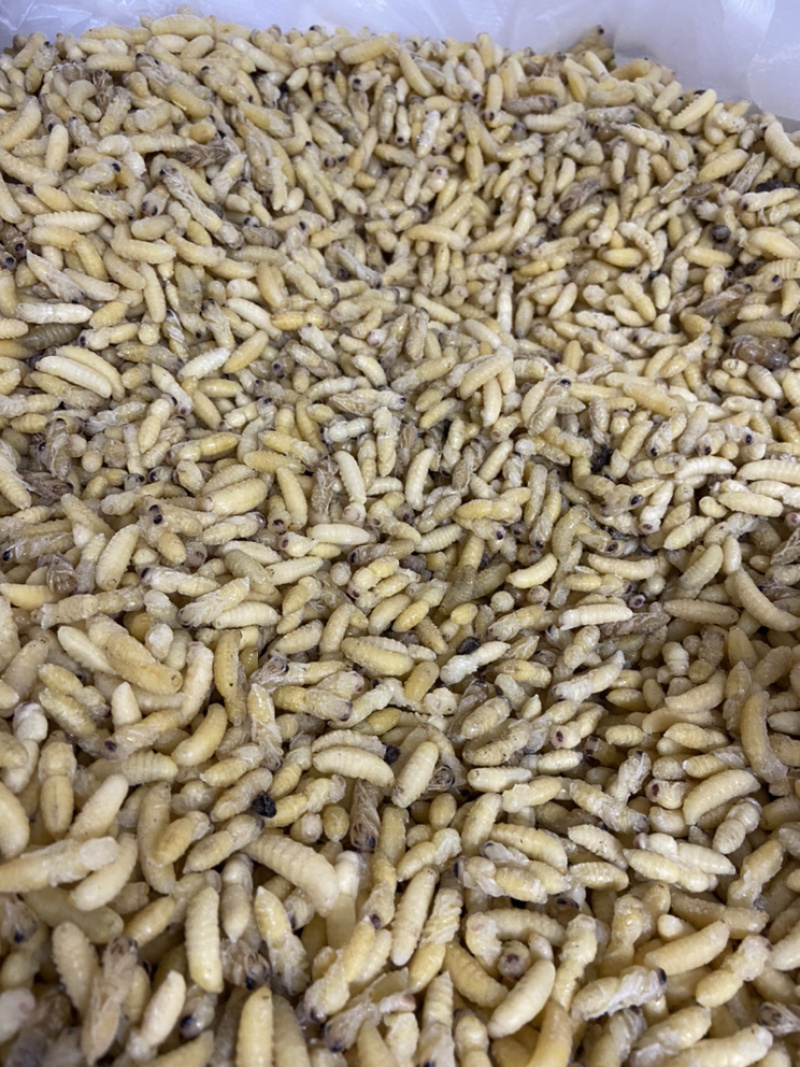 蜂蛹，1-2级混合树蜂蛹，葫芦蜂，树蜂蛹，小蜂蜂蛹，熟冻