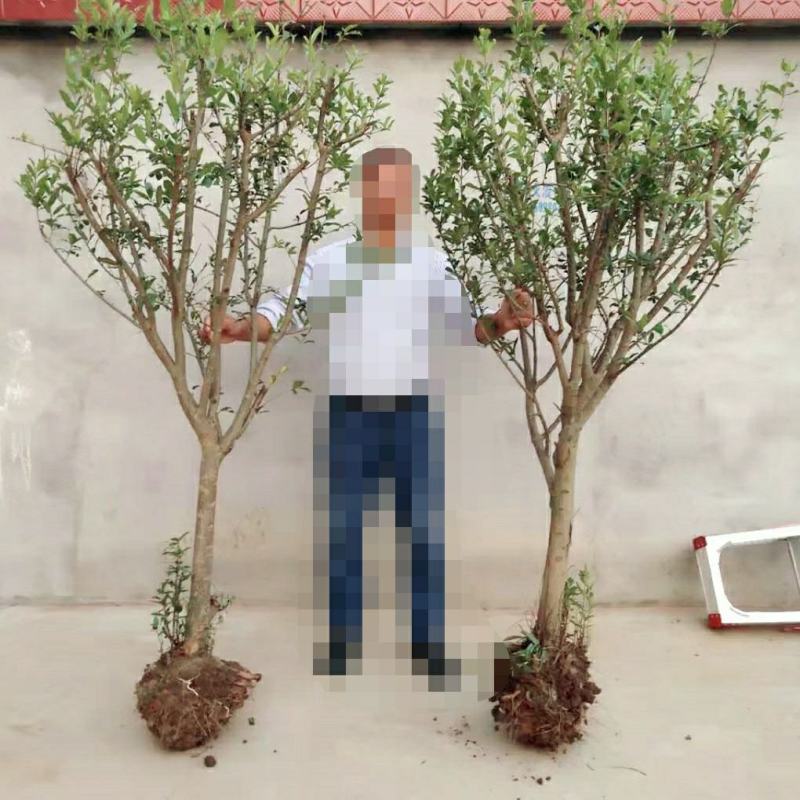 石榴树苗乔木带土球石榴苗盆栽地栽别墅庭院北南方种植
