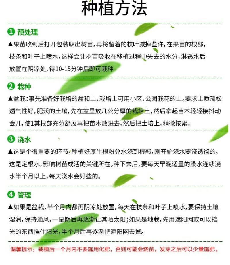 石榴树苗乔木带土球石榴苗盆栽地栽别墅庭院北南方种植