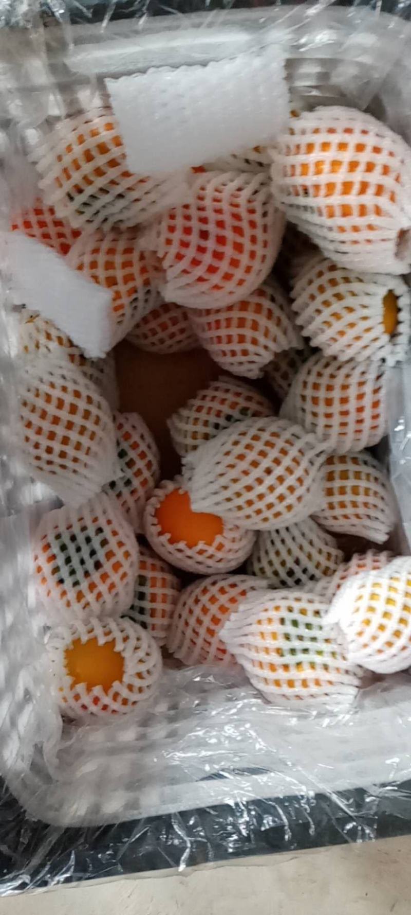 阳丰脆柿子产地一手货源，支持一件代发，对接电商