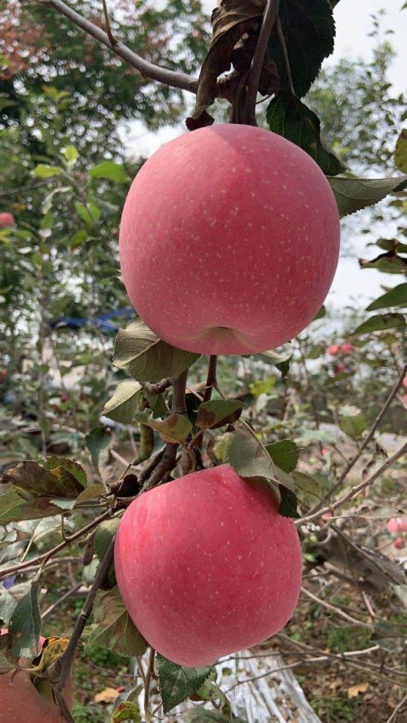 洛川红富士苹果，欢迎电商平台对接，