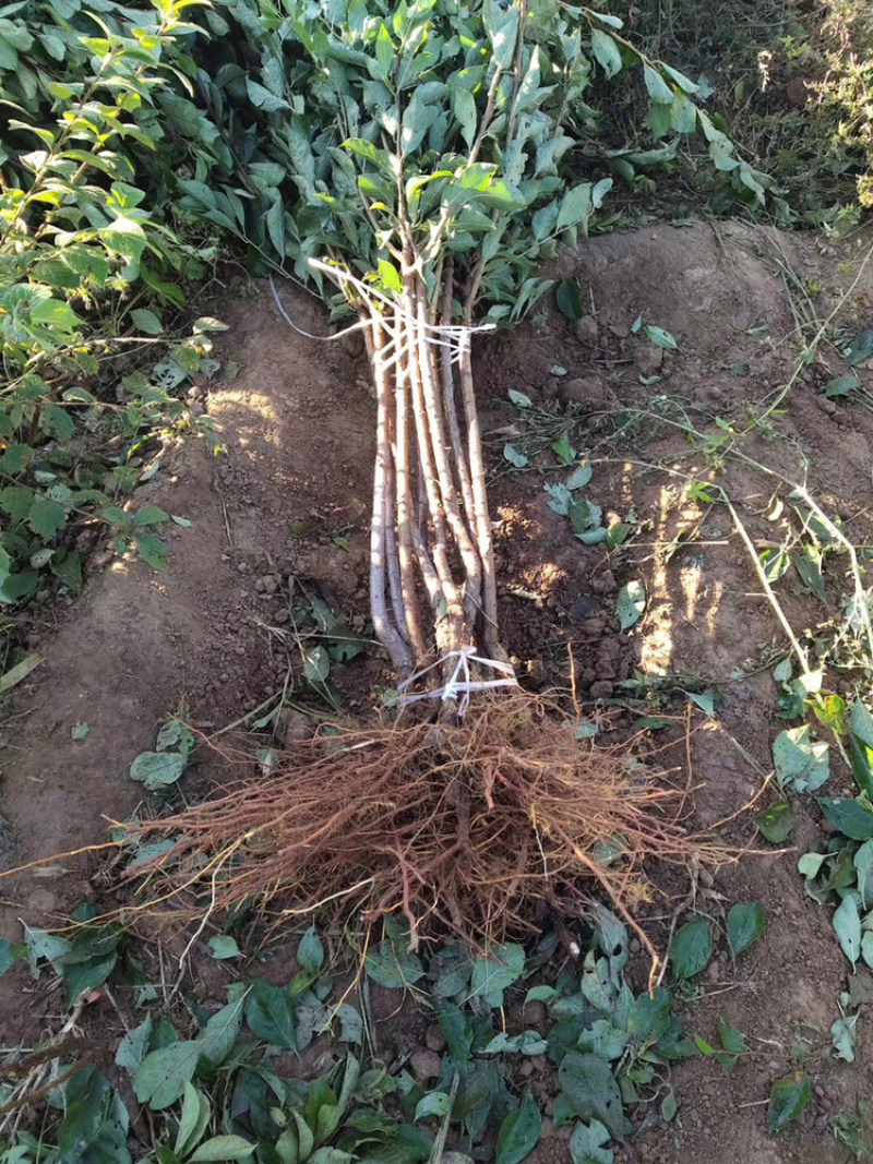 自家嫁接蜂糖李子苗南北方均适合，死苗补发