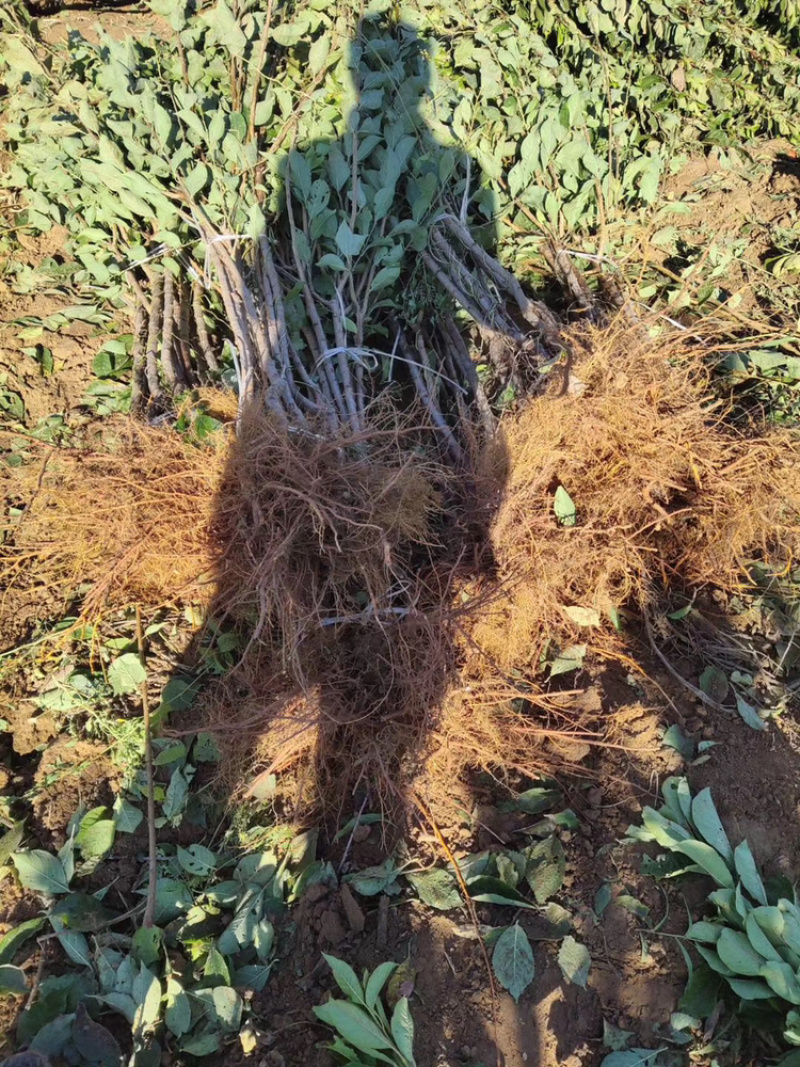 自家嫁接蜂糖李子苗南北方均适合，死苗补发