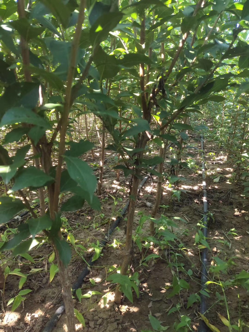 自家嫁接蜂糖李子苗南北方均适合，死苗补发