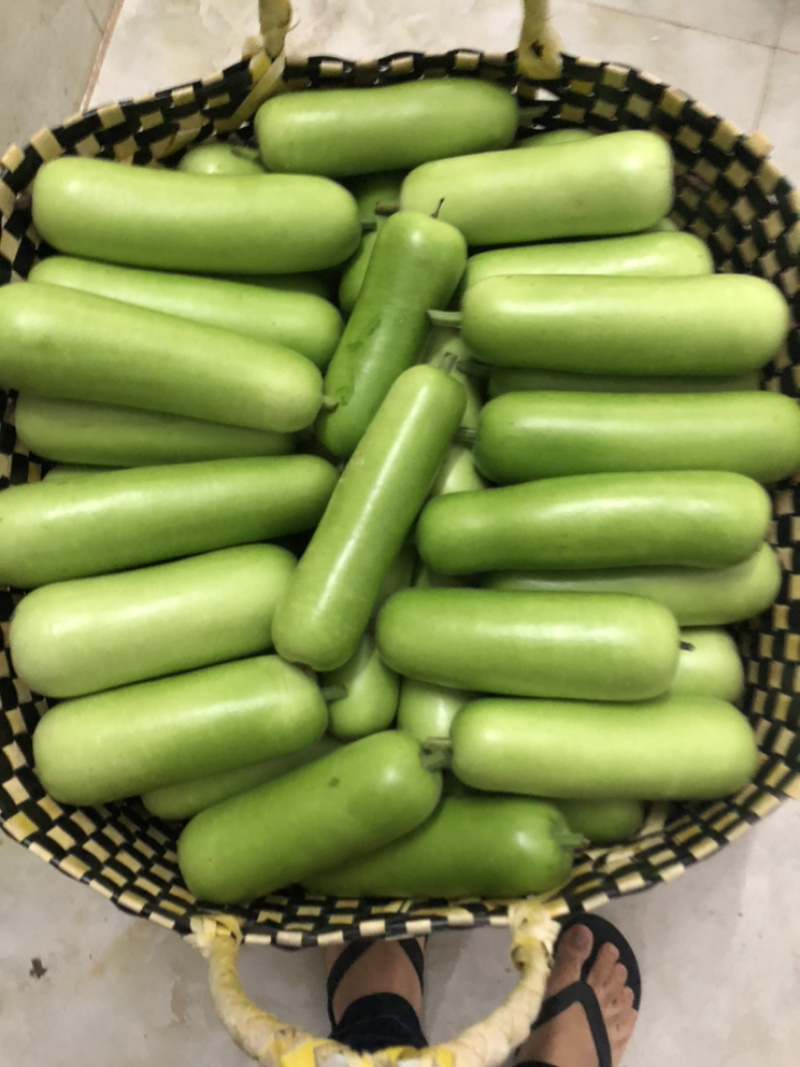 瓠子瓜