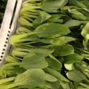 精品青菜，量大，大，中，小课，全年有货，发往全国各地，