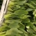 精品青菜，量大，大，中，小课，全年有货，发往全国各地，