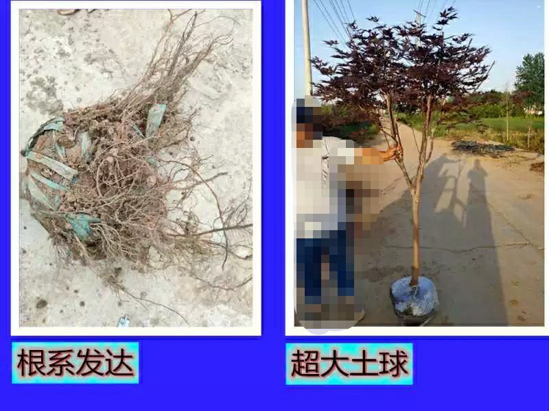中国红枫原生三季红常年红红枫树庭院户外种植