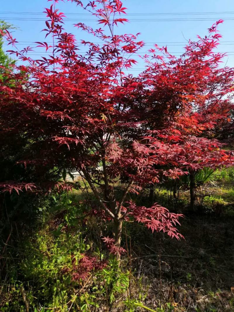 中国红枫原生三季红常年红红枫树庭院户外种植