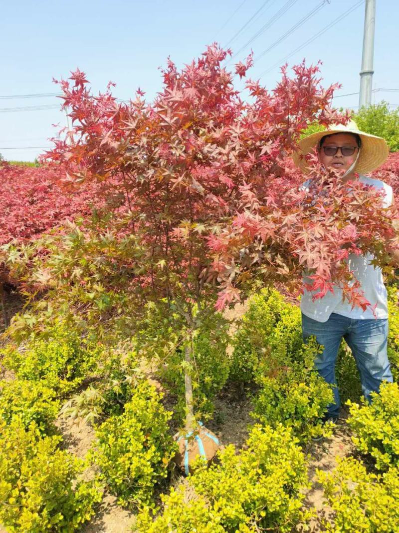 中国红枫原生三季红常年红红枫树庭院户外种植