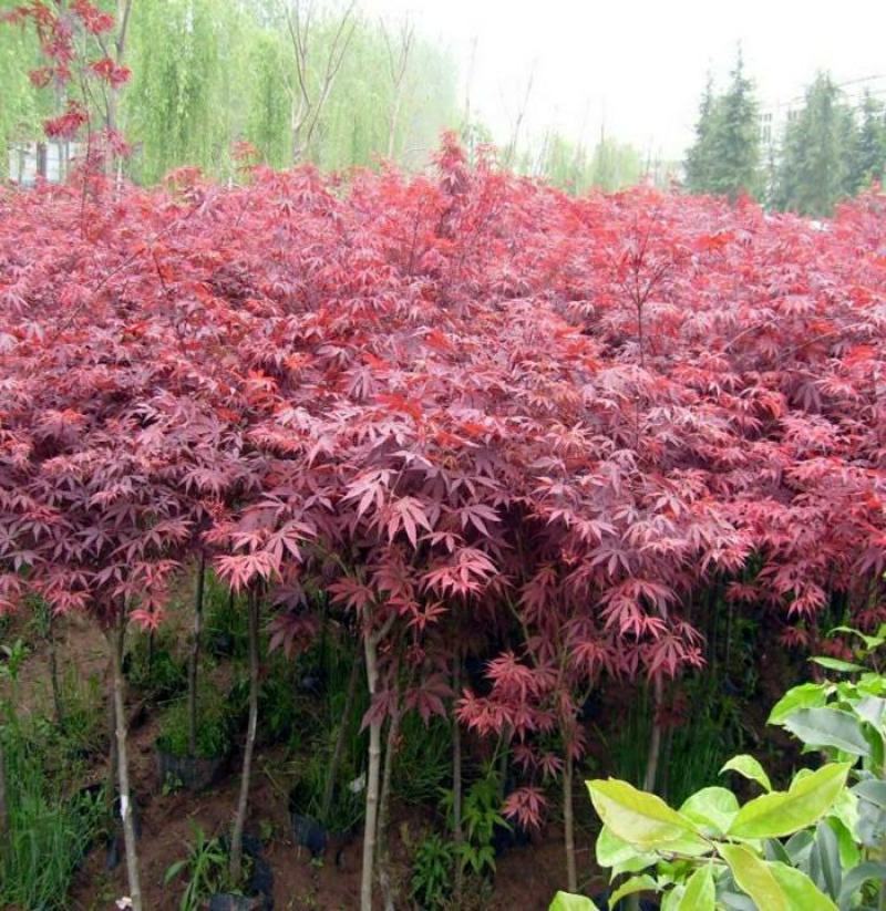 中国红枫原生三季红常年红红枫树庭院户外种植