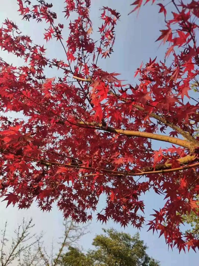中国红枫原生三季红常年红红枫树庭院户外种植