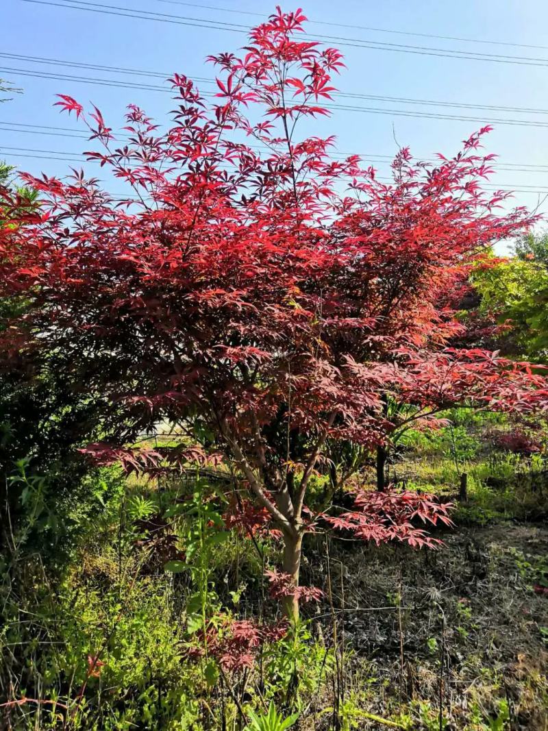 中国红枫原生三季红常年红红枫树庭院户外种植