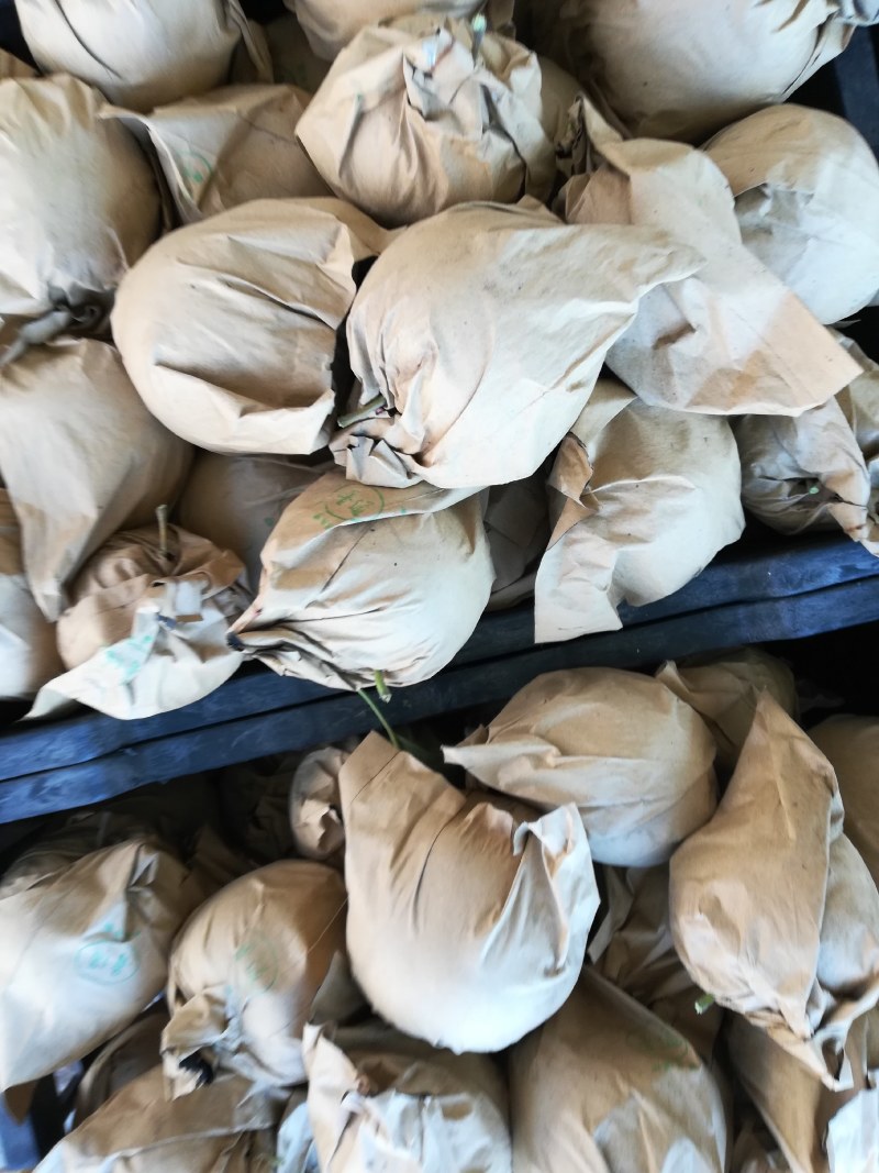 苹果出售现摘无公害，打不上农药的黄元帅苹果