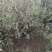杜鹃，丛生杜鹃，杜鹃树桩，映山红，丛生映山红
