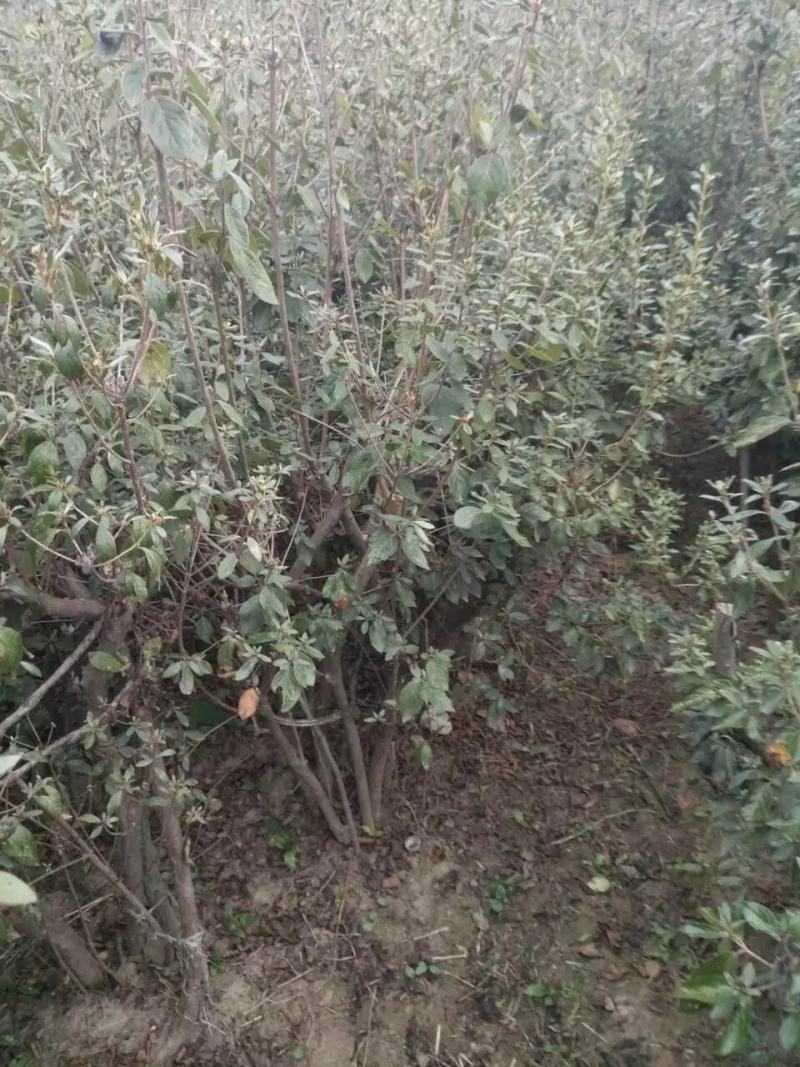 杜鹃，丛生杜鹃，杜鹃树桩，映山红，丛生映山红