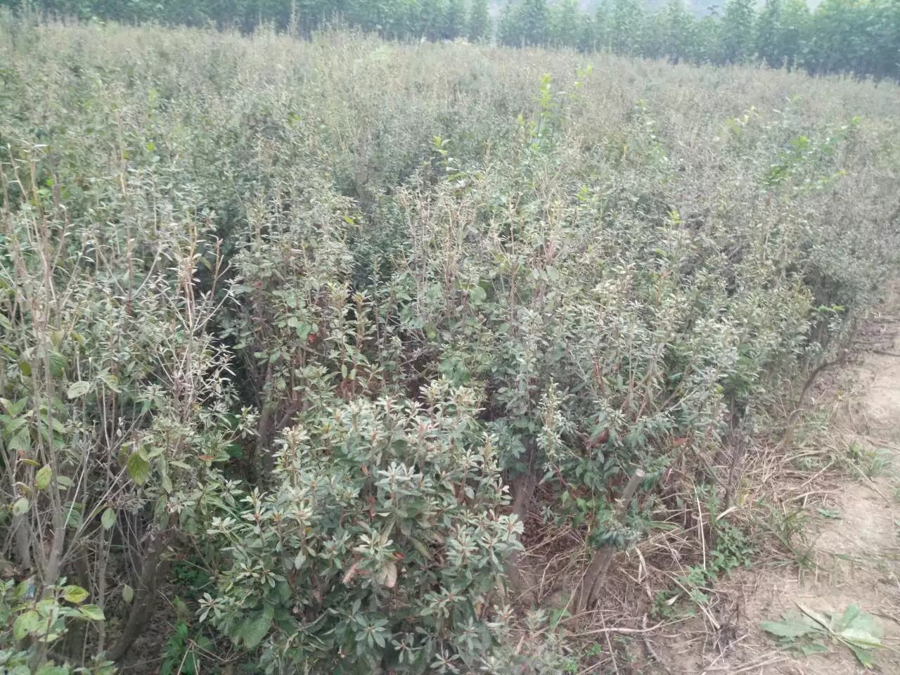大面积种植的金镶玉兰花园,整齐排列的植株在阳光下显得生机勃勃 金镶玉兰花种植基地航拍图