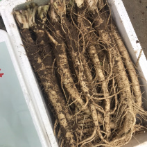 沙参（鲜品）现挖现发！食疗，滋补养生的佳品！
