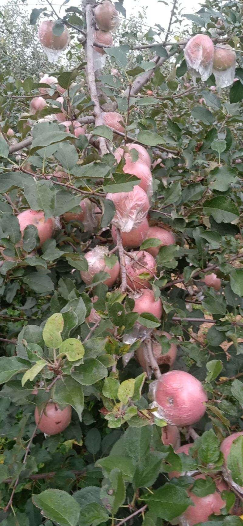 红富士苹果颜色新鲜一级果大味甜皮薄质量保证价格便宜欢迎各