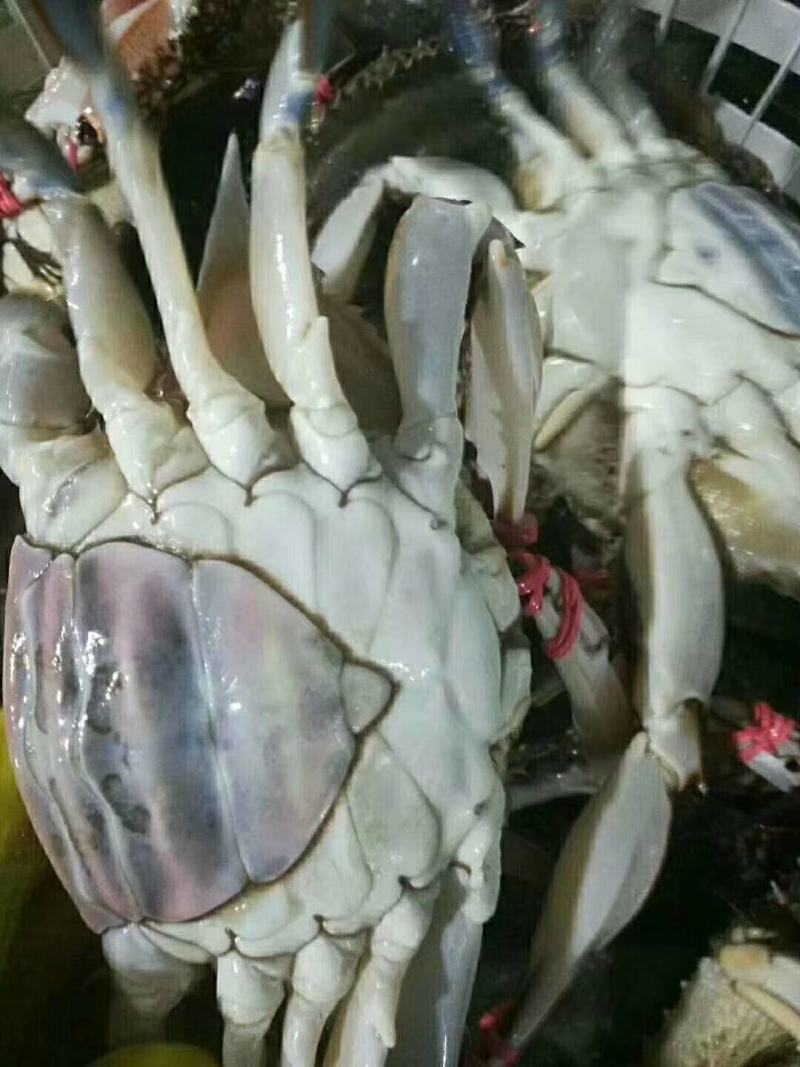 东港飞蟹梭子蟹大螃蟹花盖蟹赤甲红可视频看货