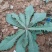 沂蒙山野生苦菜批发产地一手货源，整棵去根鲜纯野生野菜特菜